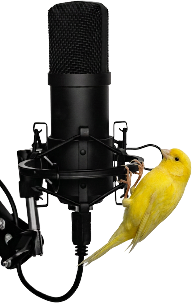 Canary on microphone logo