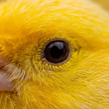 close up bird eye